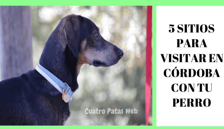 5 SITIOS PARA VISITAR EN CÓRDOBA CON PERRO