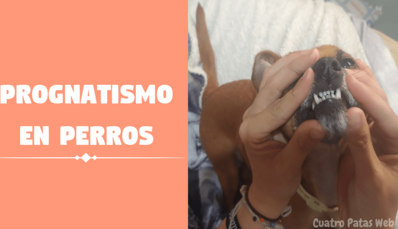 MI PERRO TIENE PROGNATISMO ¿Qué hago?