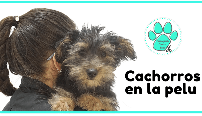 CACHORROS EN LA PELUQUERÍA CANINA