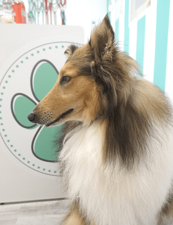 COLLIE PERRUQUERIA CUATRO PATAS